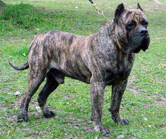 Топ 10 найнебезпечніших порід собак у світі