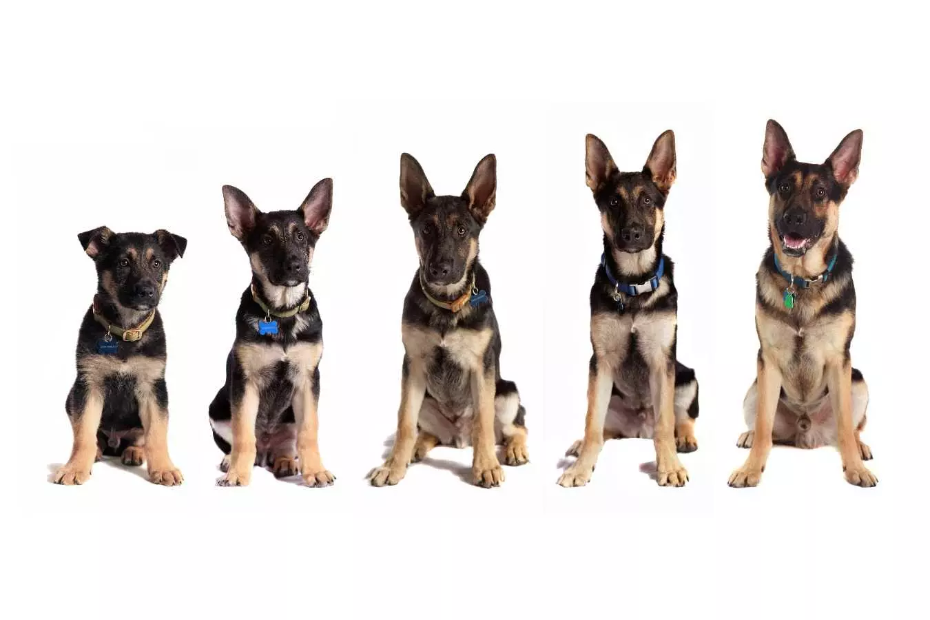 Як привчити собаку ходити в туалет на вулиці