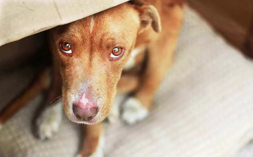 Як привчити собаку ходити в туалет на вулиці