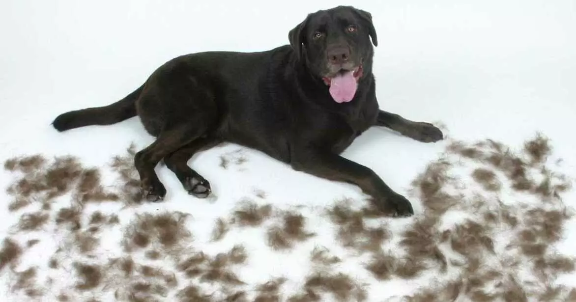 Підшкірний кліщ у собак