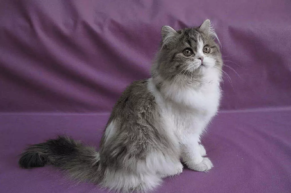 Шотландський кіт - Особливості породи