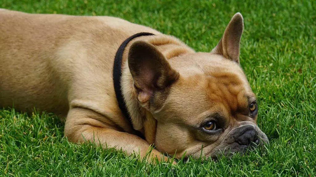 Лишай у собак