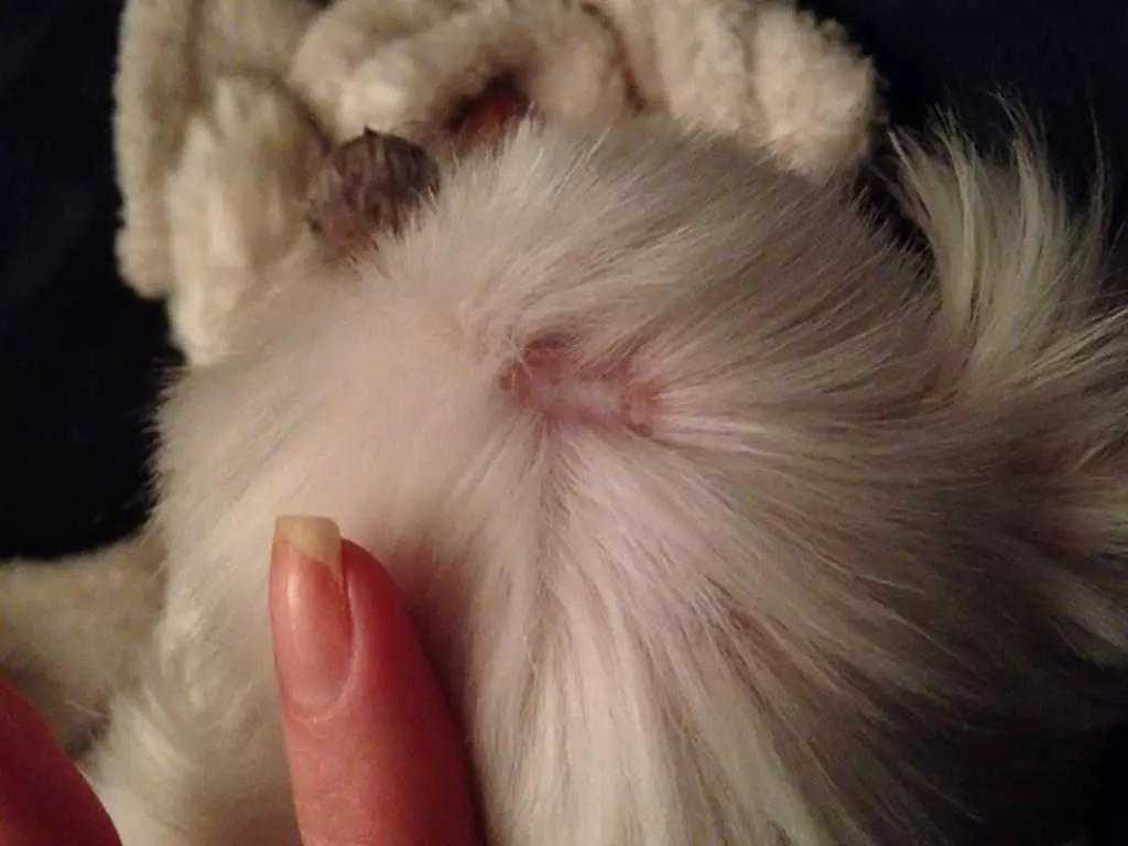 Лишай у собак