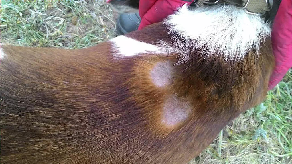 Лишай у собак