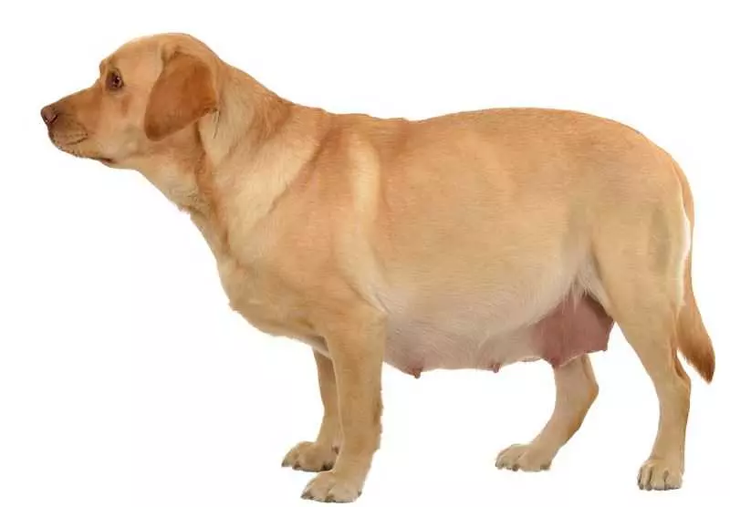 Температура у собак