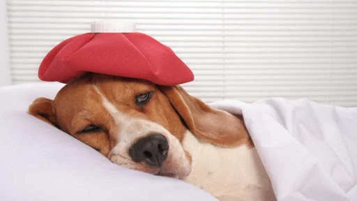 Температура у собак