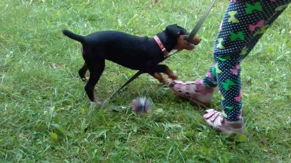 Порода собак ягдтерьер