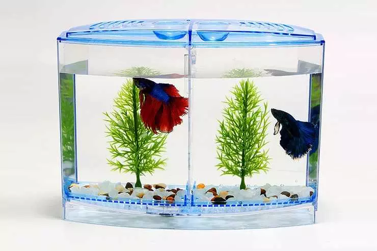 Рибка півник