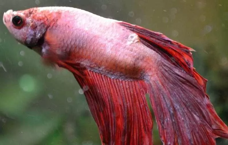 Рибка півник