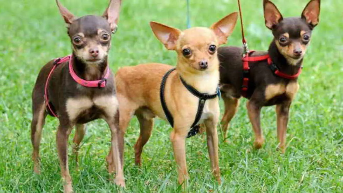 Собака породи російський той терʼєр