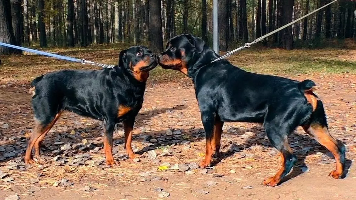 Порода собаки ротвейлер