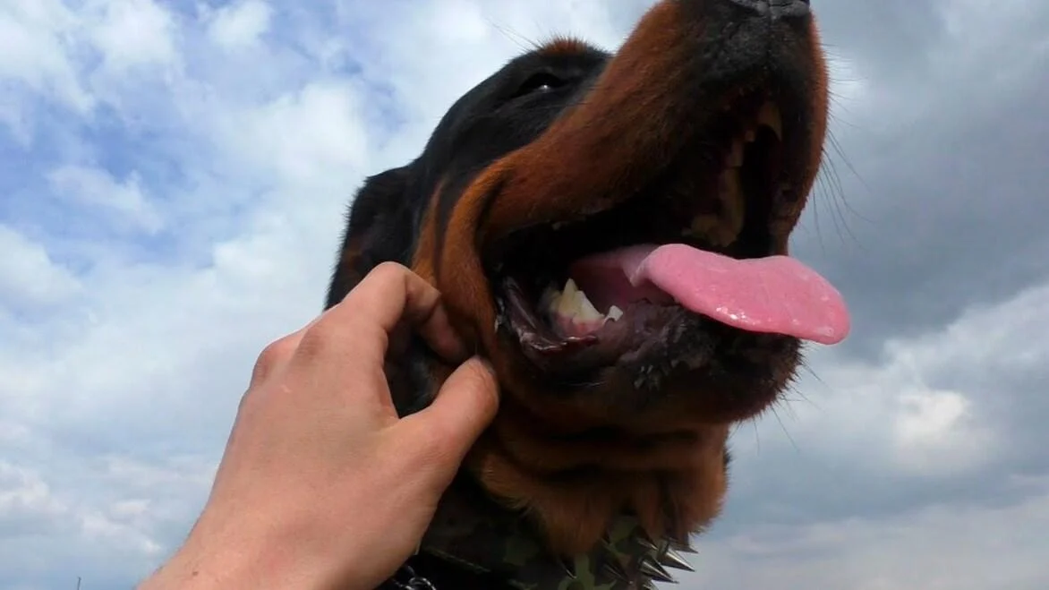 Порода собаки ротвейлер