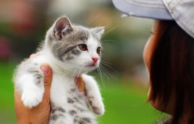 Що робити якщо закисают очі у кошеняти