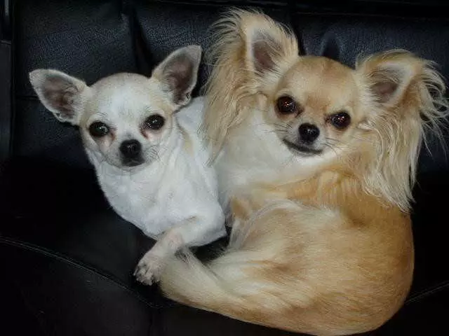 Вʼязка собак