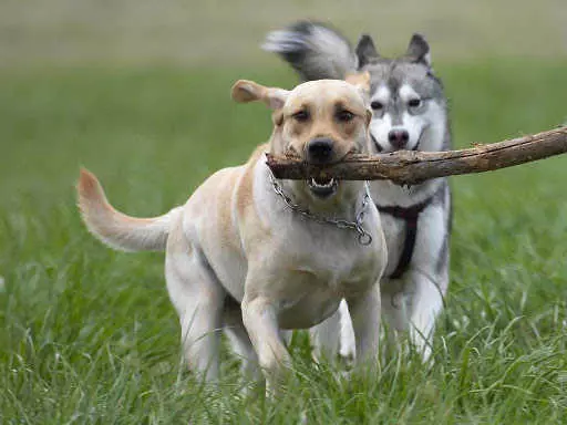 Вʼязка собак