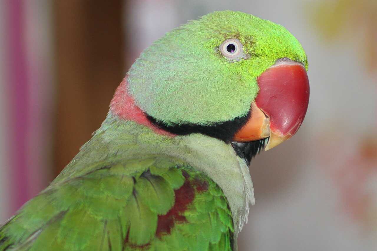 Як назвати папугу