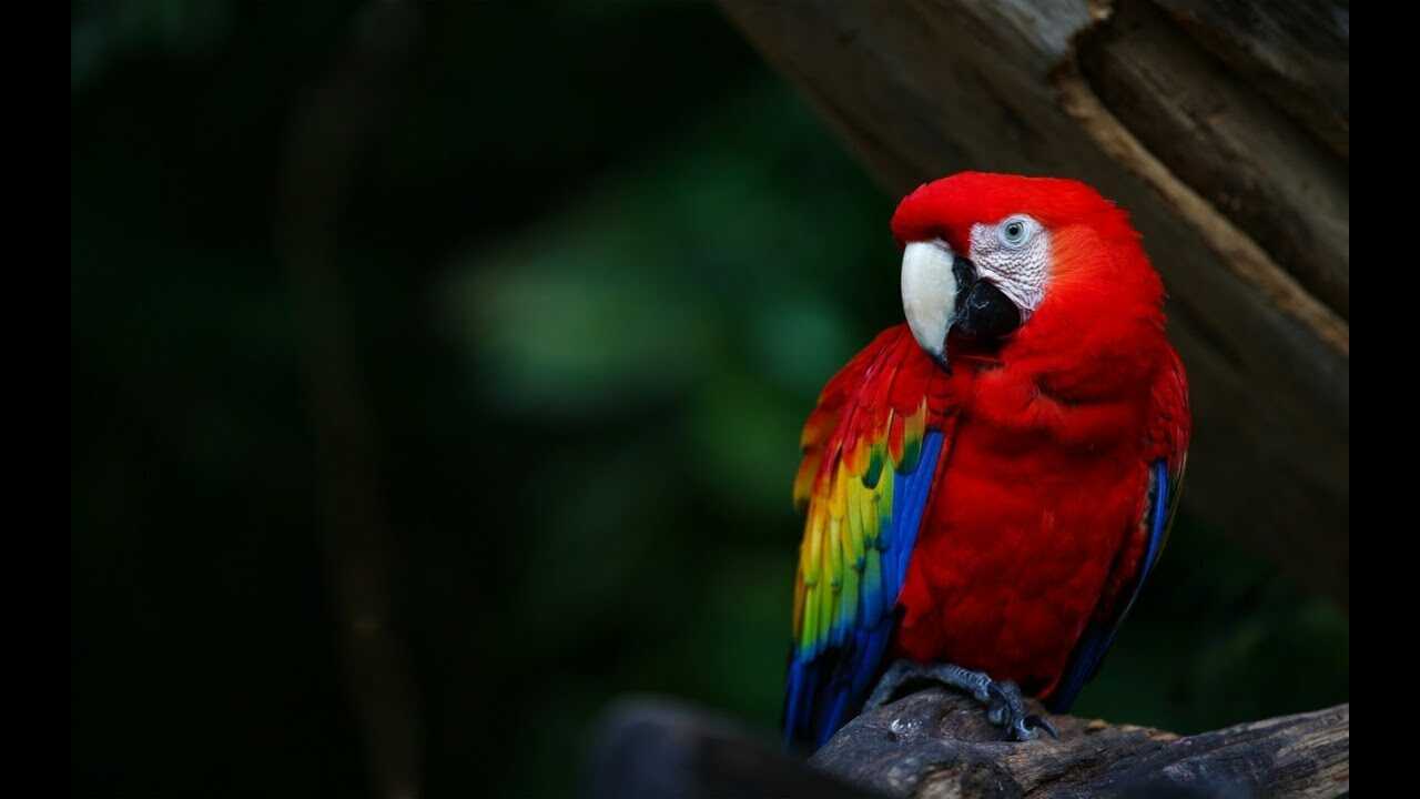 Як назвати папугу