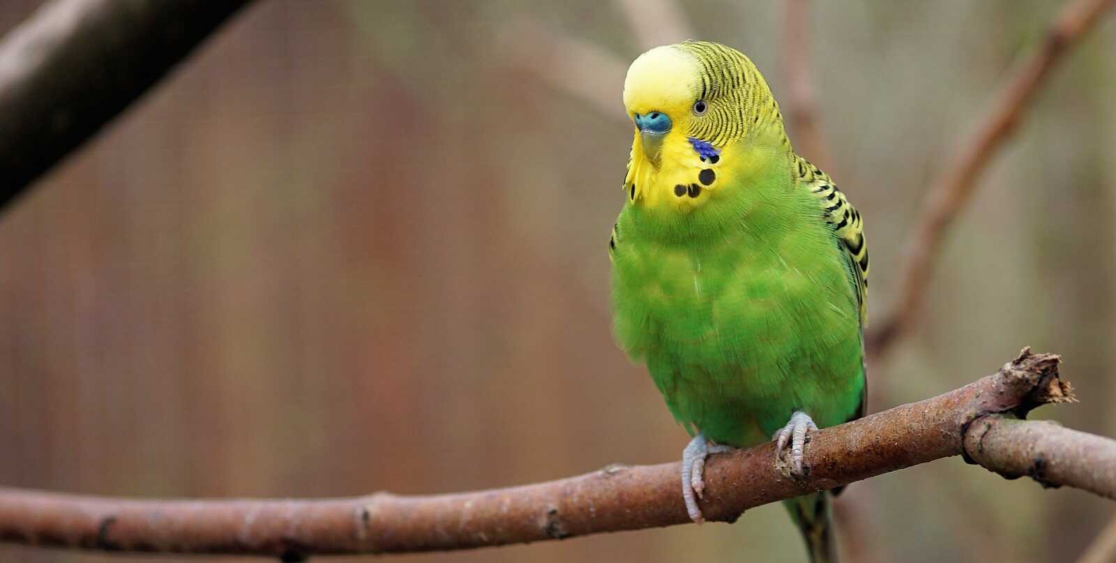 Як назвати папугу