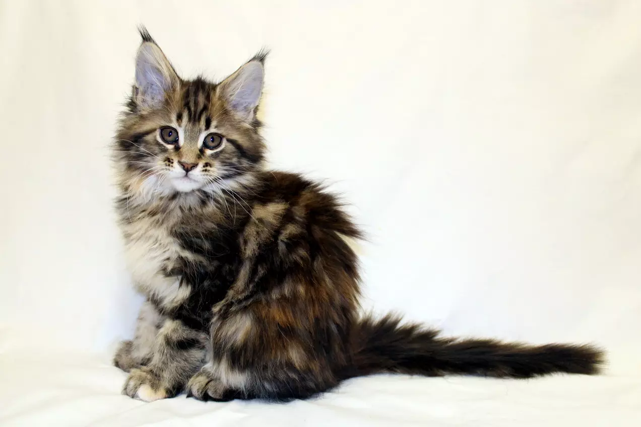 Чим правильно годувати кошеня