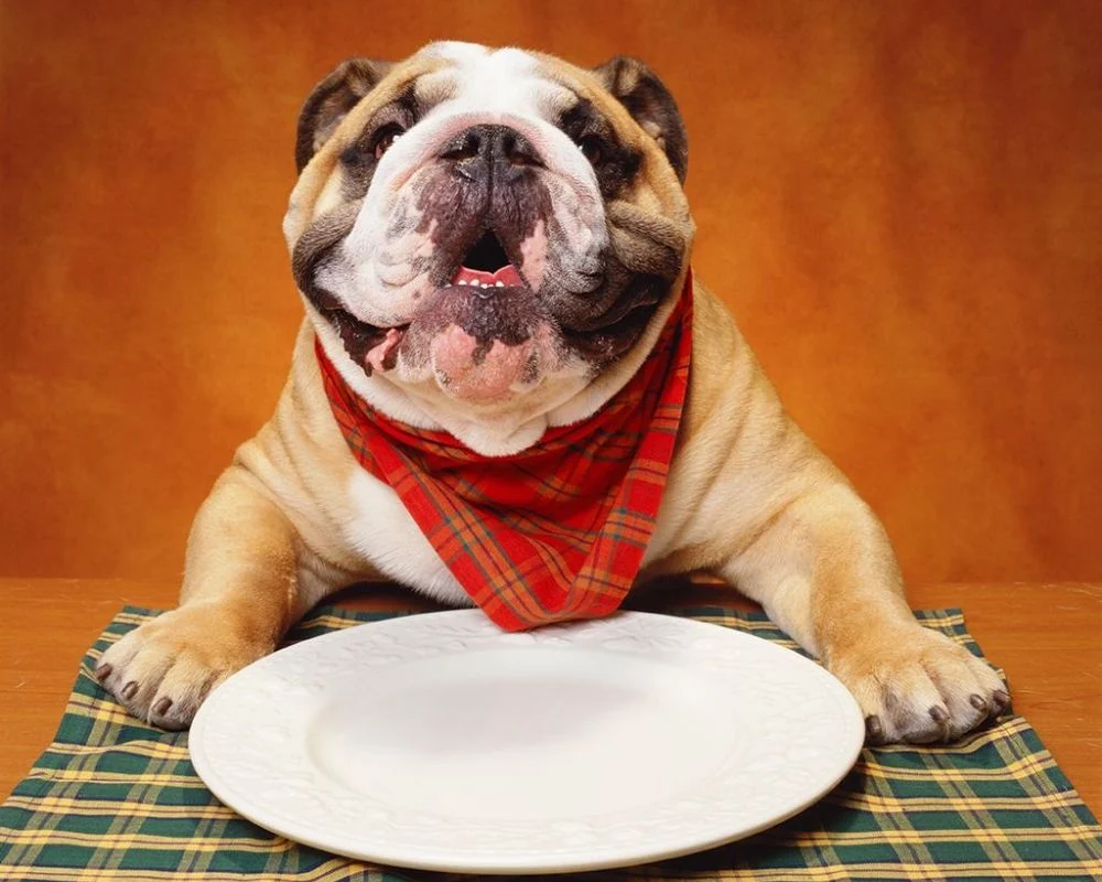 Собака не їсть