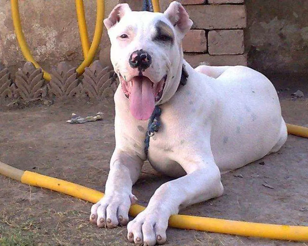 Бійцівські породи собак