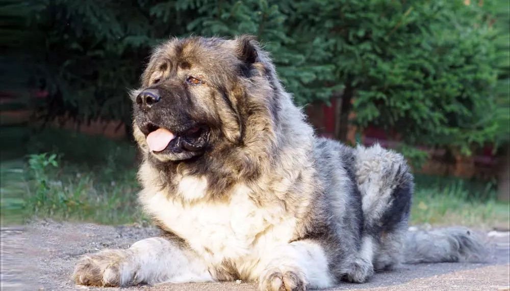 Бійцівські породи собак