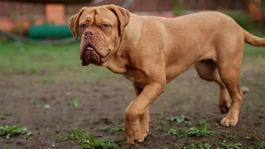 Бійцівські породи собак