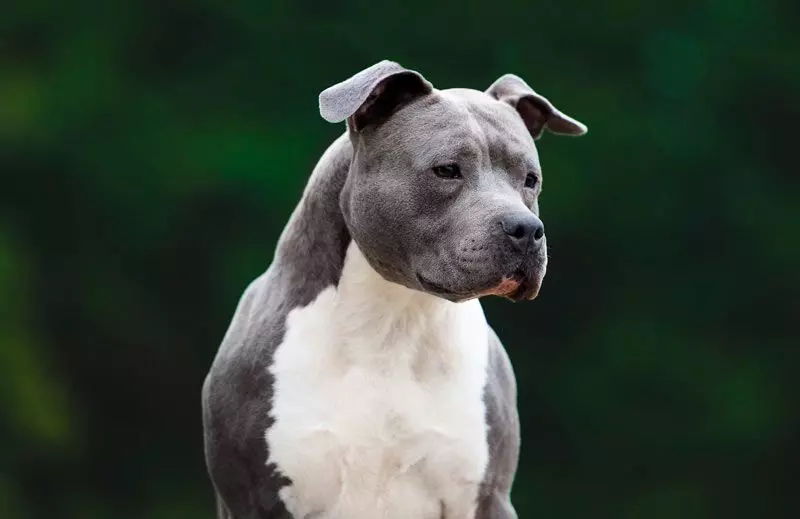 Бійцівські породи собак