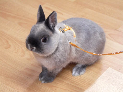 Декоративні кролики