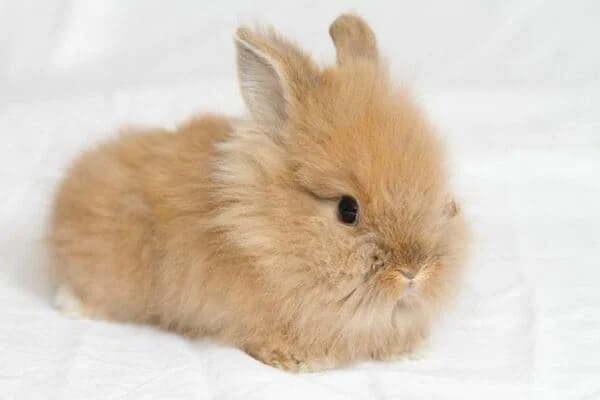 Декоративні кролики