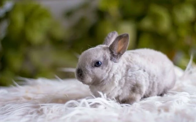 Декоративні кролики