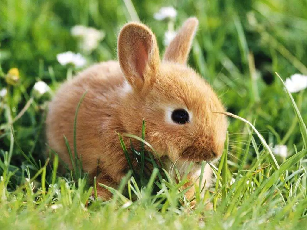 Декоративні кролики