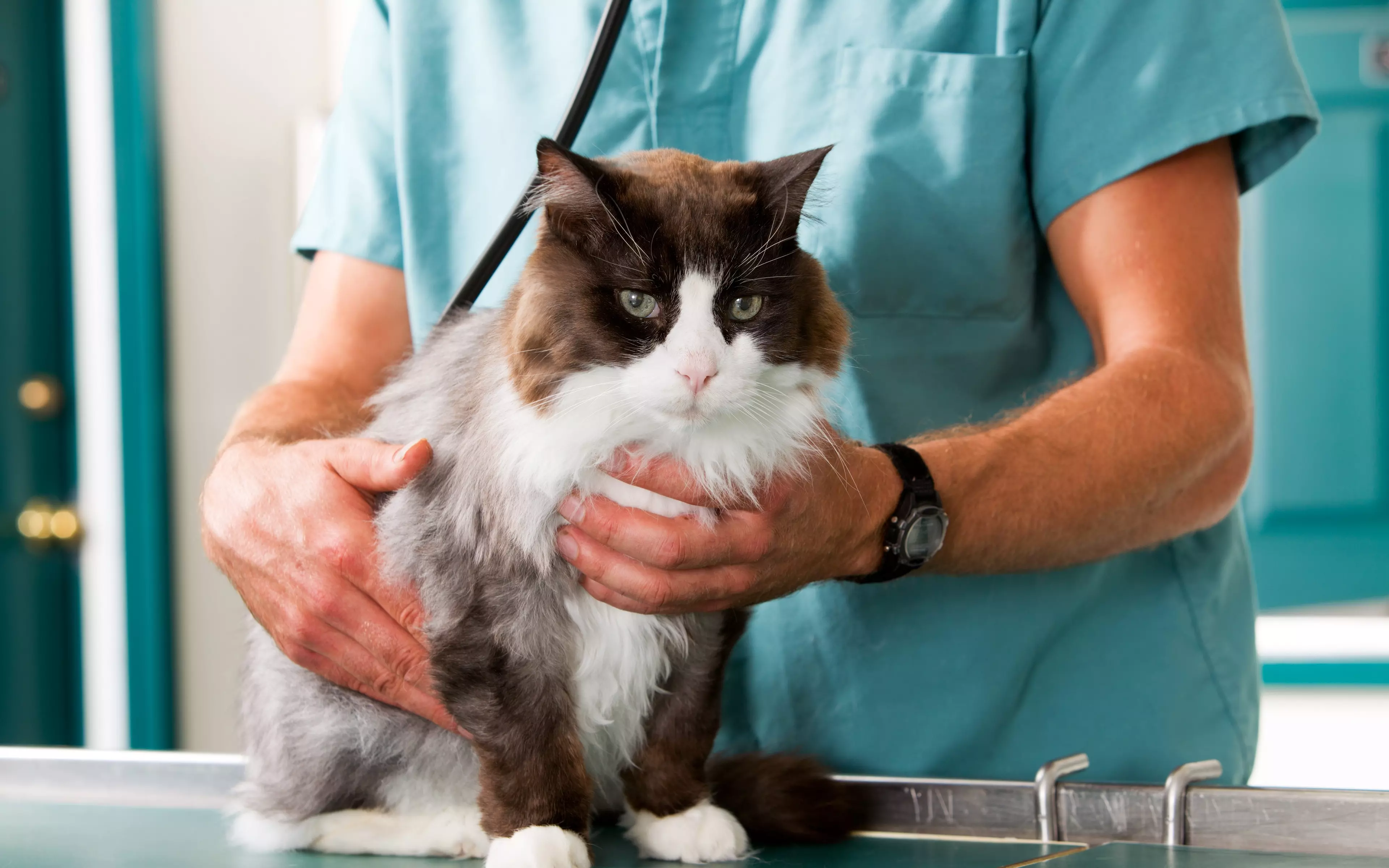 Блювота у кота