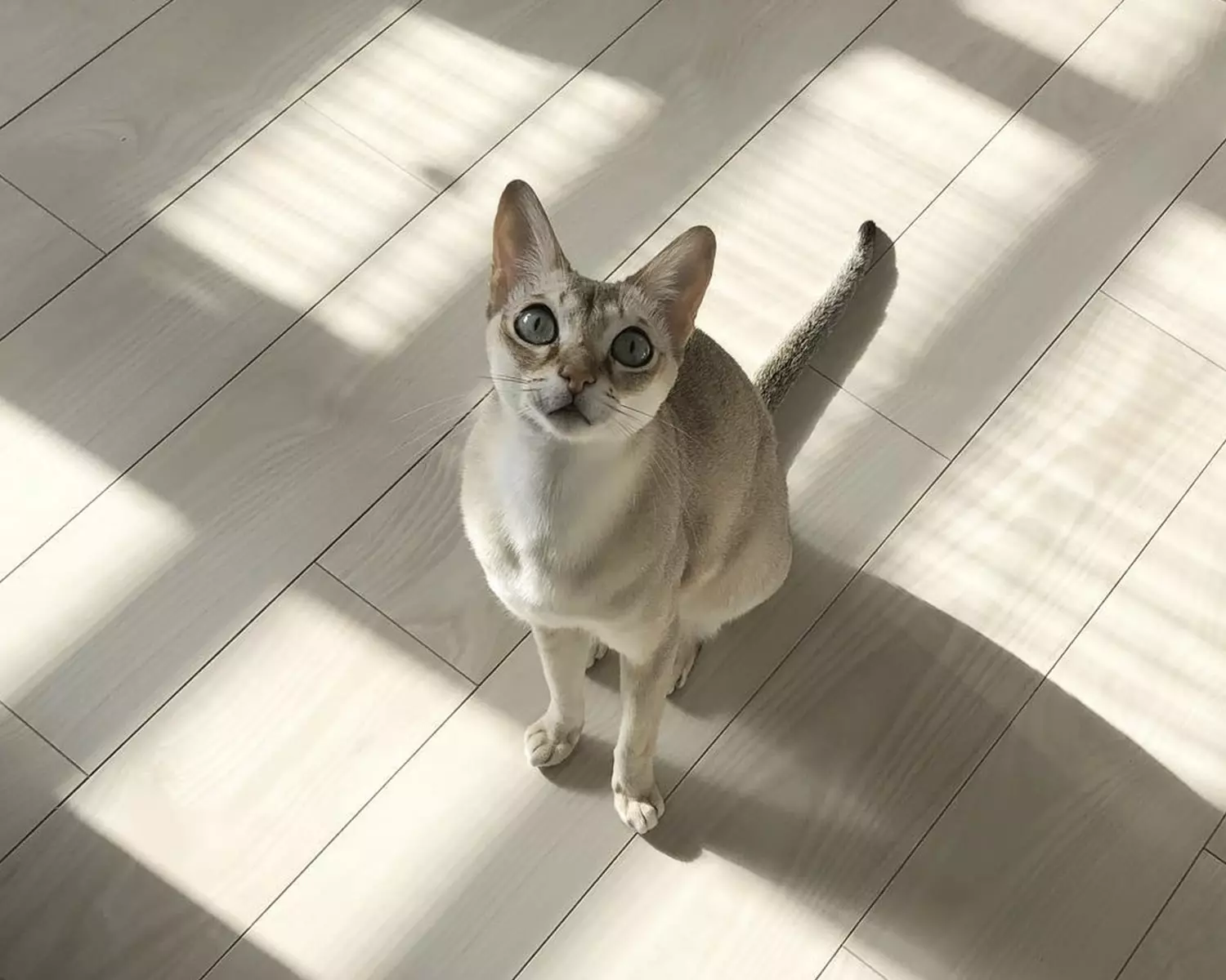 Найменша порода котів