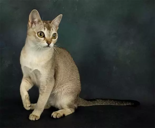 Найменша порода котів