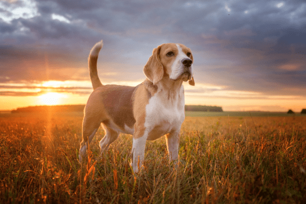 Найкрасивіша порода собак