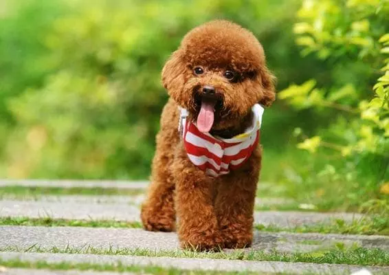 Найкрасивіша порода собак