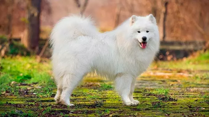 Найкрасивіша порода собак