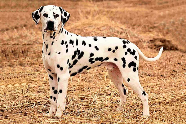 Найкрасивіша порода собак