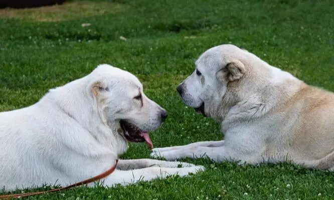 Найкрасивіша порода собак