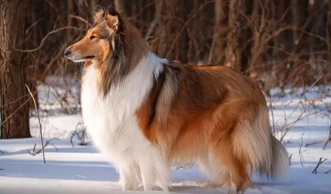 Найкрасивіша порода собак