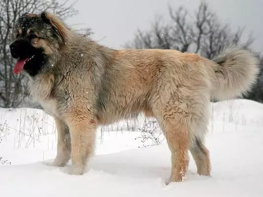 Найкрасивіша порода собак