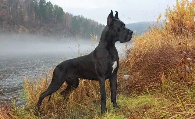 Найкрасивіша порода собак