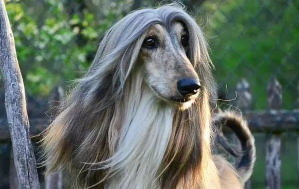 Найкрасивіша порода собак