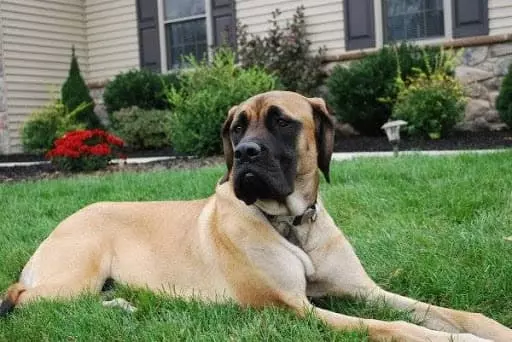 Найкрасивіша порода собак