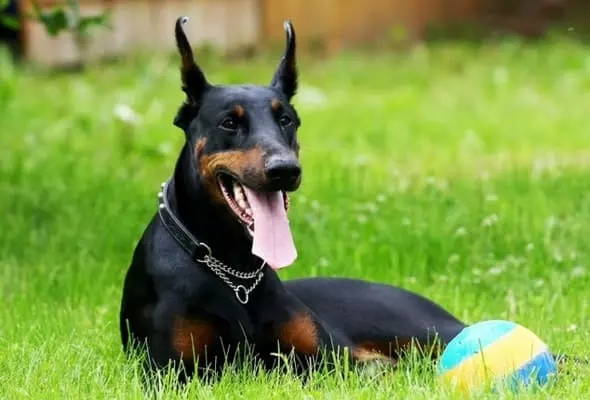 Найкрасивіша порода собак