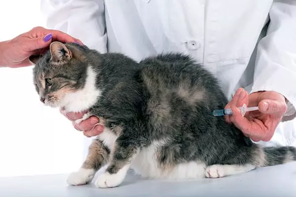 Як зробити укол коту