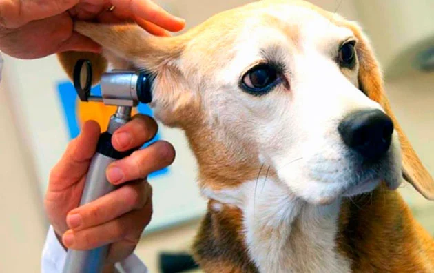 Отит у собак