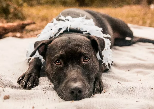 Дерматит у собак