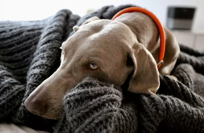 Дерматит у собак